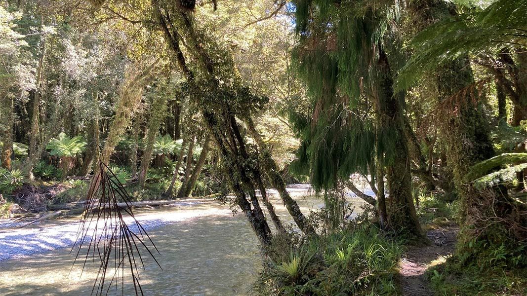 Smoothwater Bay Track, walk in West Coast