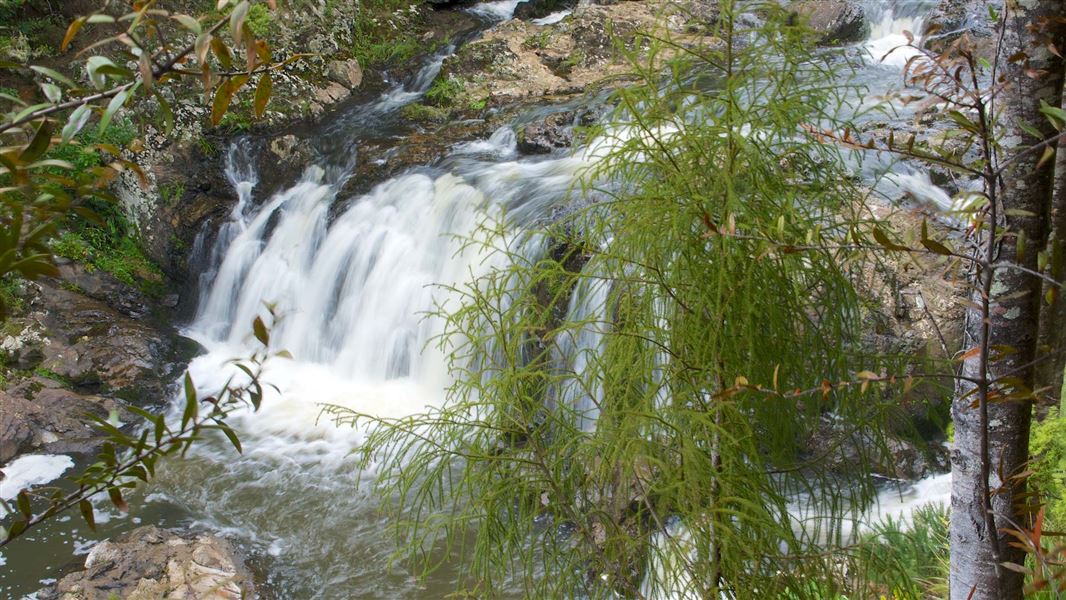 Taheke Waterfall Track