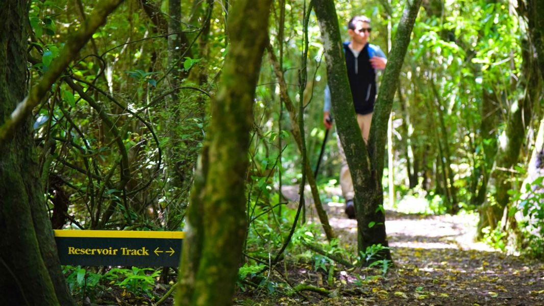 Talbot Forest Scenic Reserve tracks