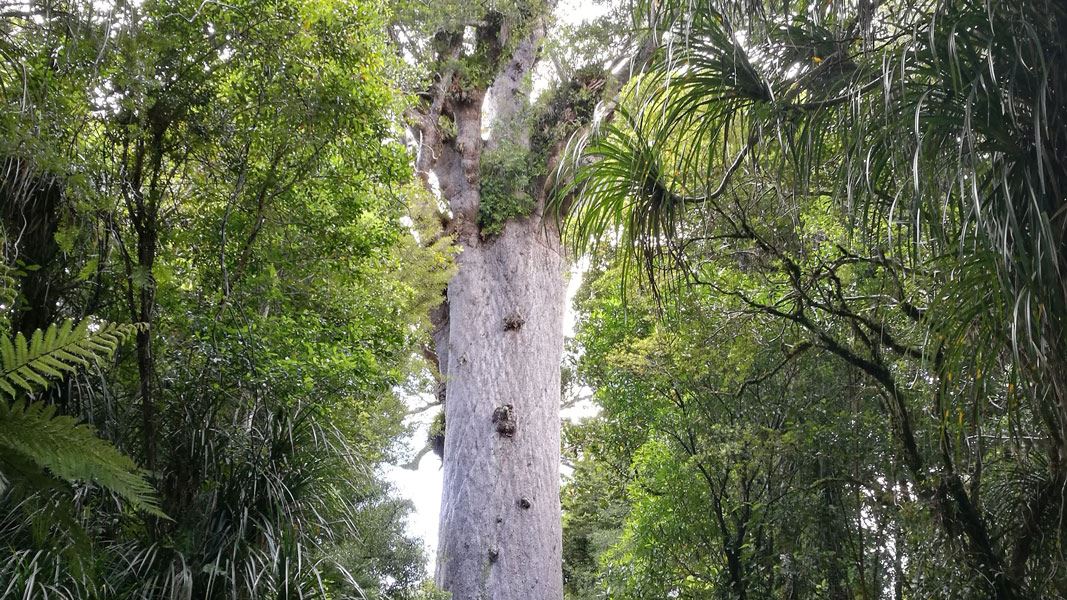 Tāne Mahuta Walk