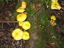 Tangihua Forest Nature Walk