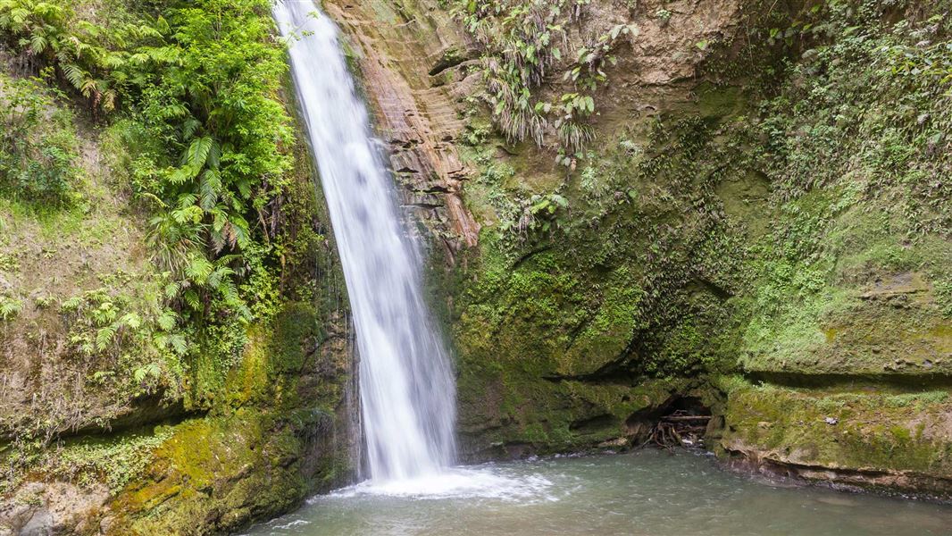 Tangoio Falls Scenic Reserve tracks