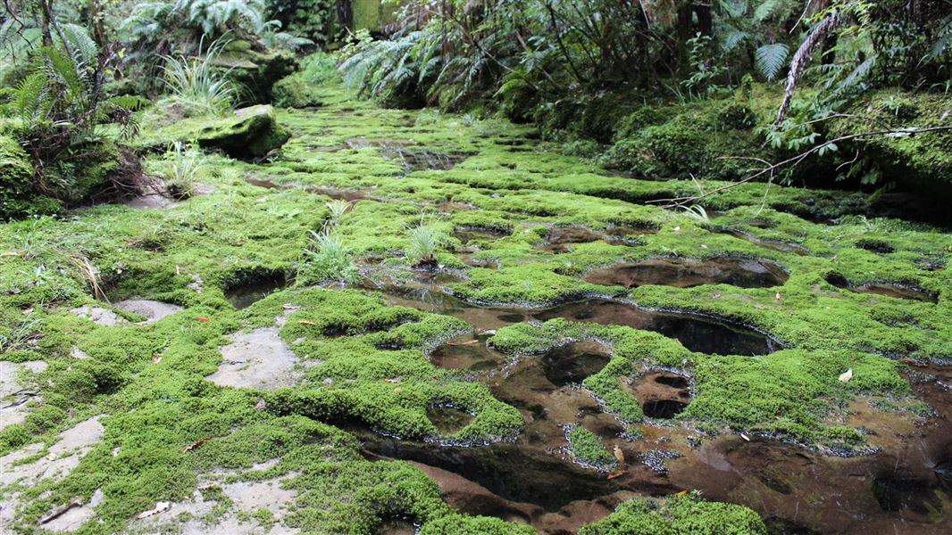 Tawarau Forest tramping tracks