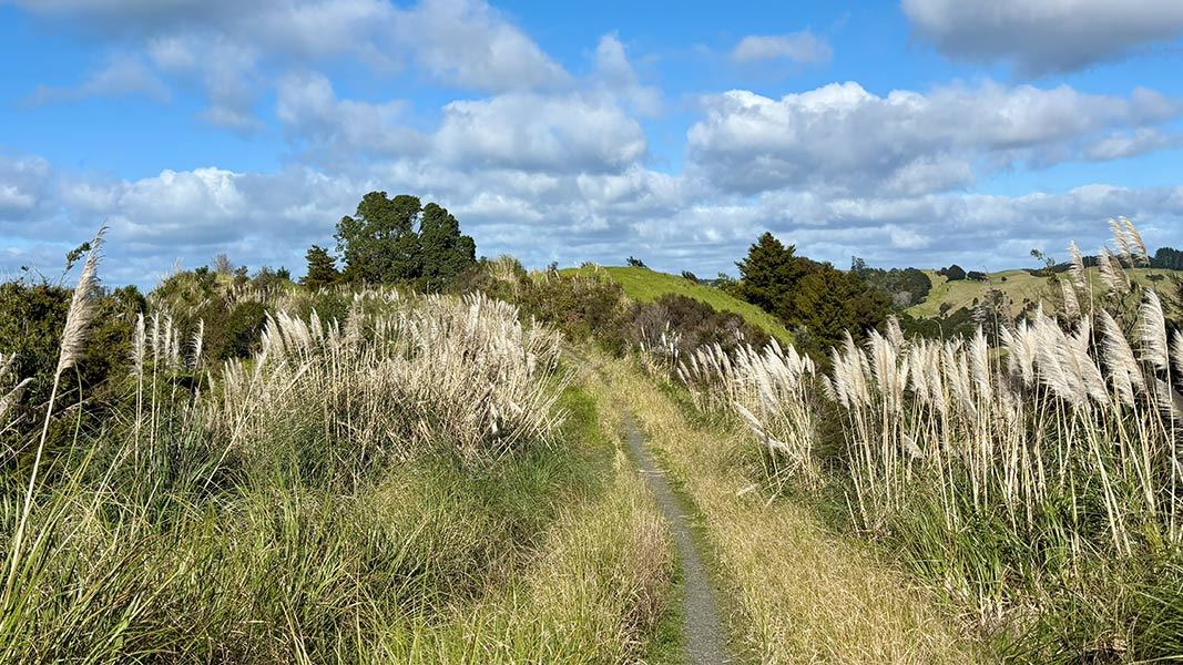 Puhoi to Remiger Road Track