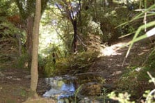 Te Haua Uru Track