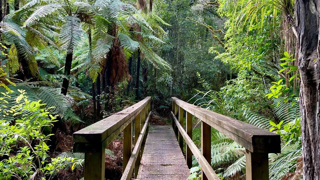 Te Kauri Park Circuit Walk