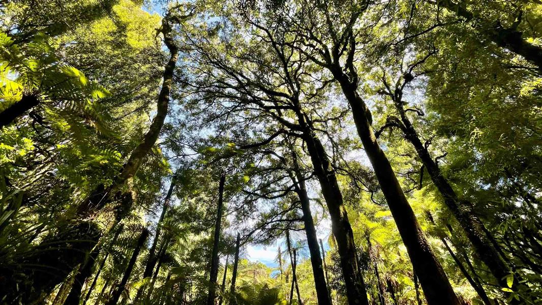 Te Maire Loop Track, walk in Manawatū-Whanganui