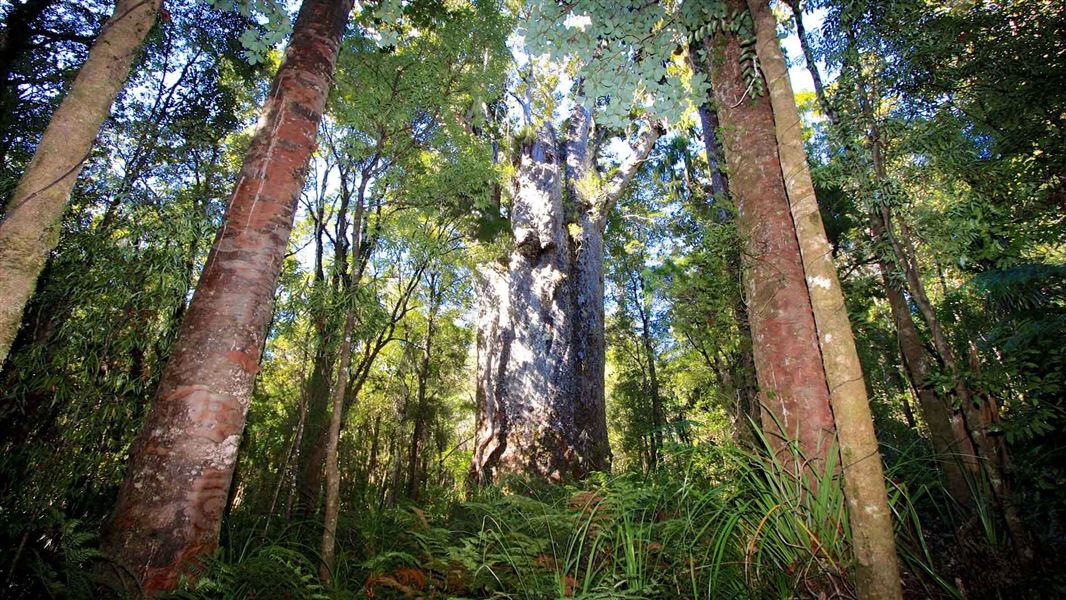 Te Matua Ngahere Walk, walk in Northland