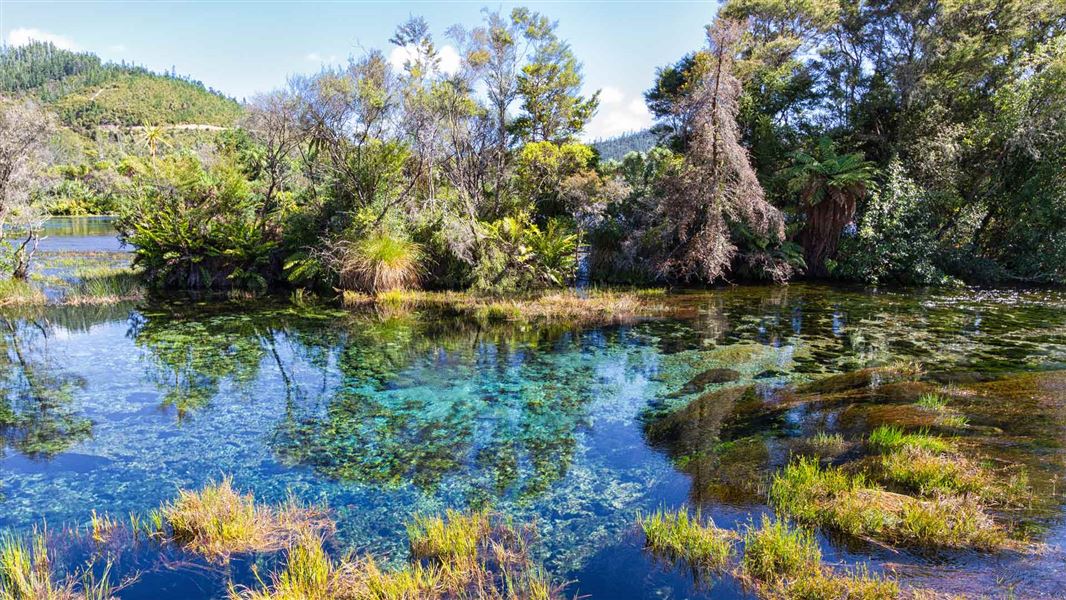 Te Waikoropupū Springs Walk