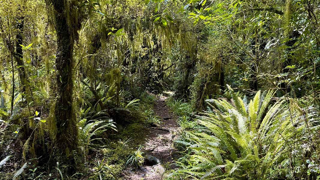The Fern Walk