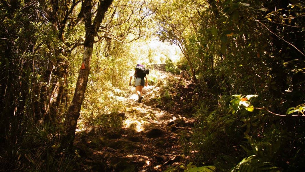 Tirohanga Track, walk in Waikato