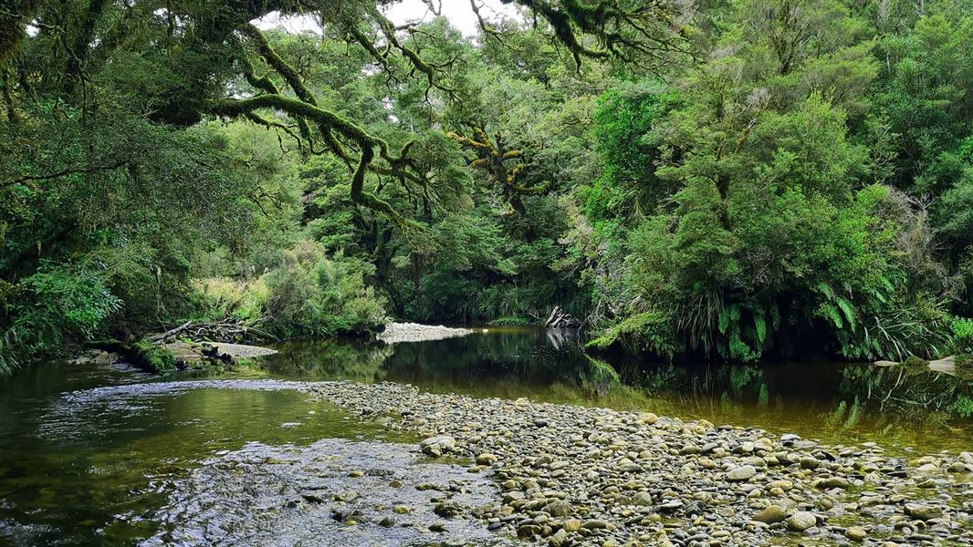 Tiropahi Track, walk in West Coast