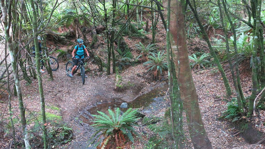 Tree Trunk Gorge tracks