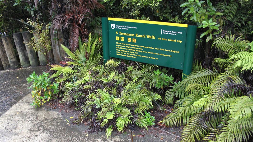 Trounson Kauri Park Loop Track, walk in Northland