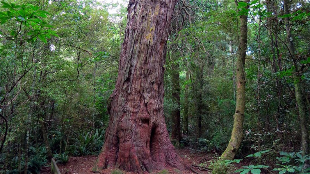 Tuatapere Scenic Reserve Loop Track, walk in Southland