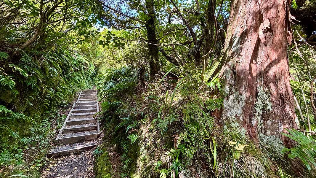 Veronica Loop Track, walk in Taranaki