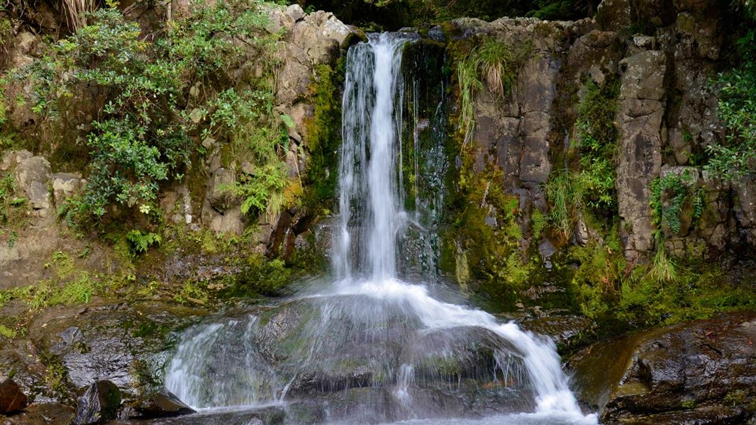 Waiau Falls and Kauri Grove Lookout Walk