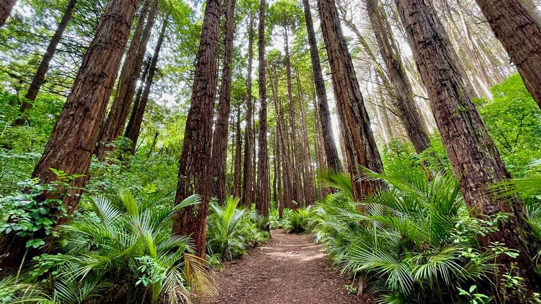 Waimoku Track
