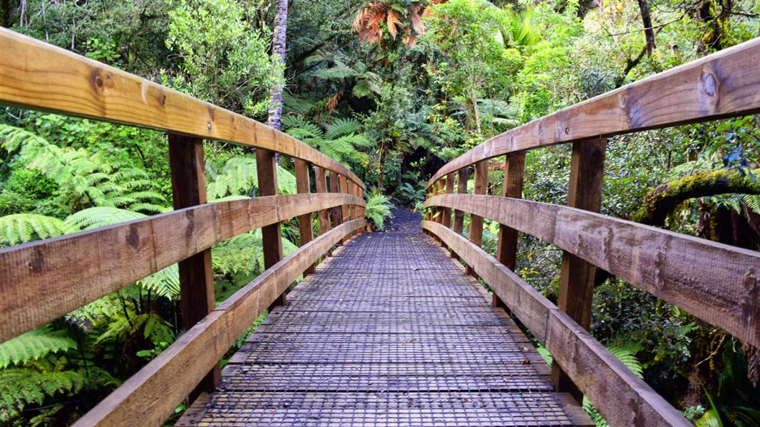 Waiomu Kauri Grove Walk, walk in Waikato