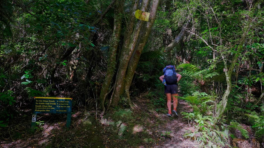 Waiopehu Track (Poads Road to Waiopehu Hut)