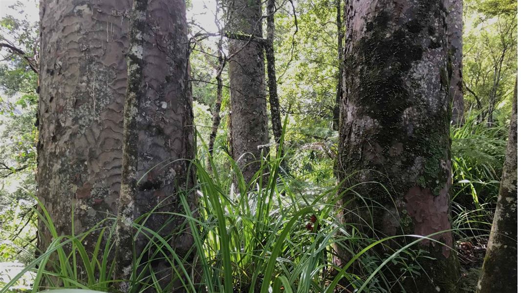 Waiotemarama Waterfall Walk