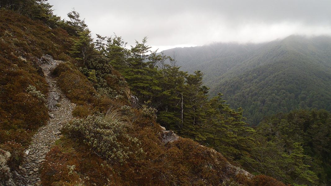Urchin Track (to Waipakihi Valley)