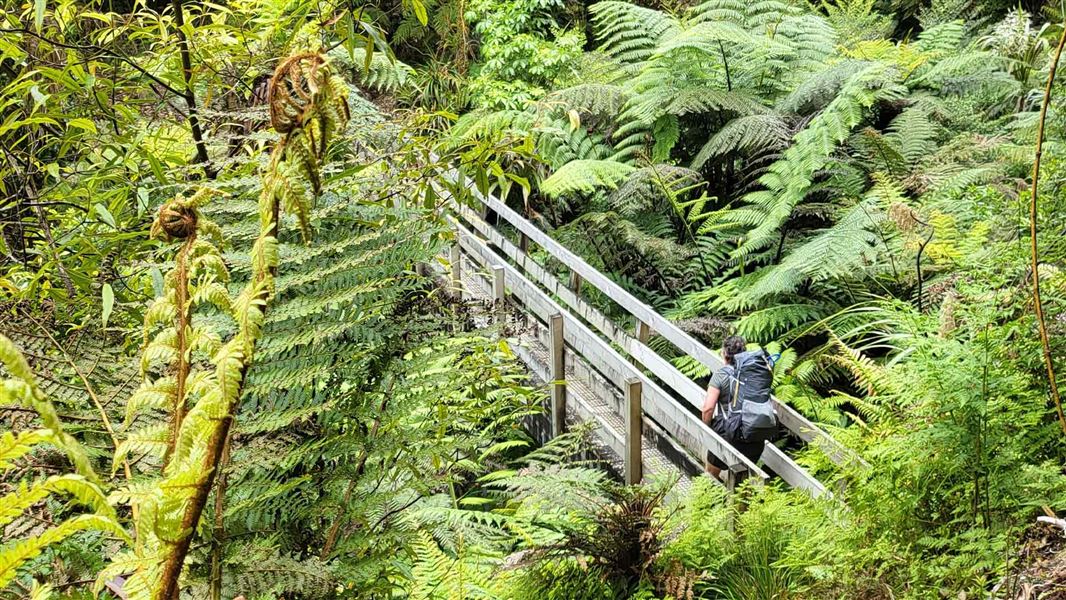 Waipapa Track to Waitawheta Hut