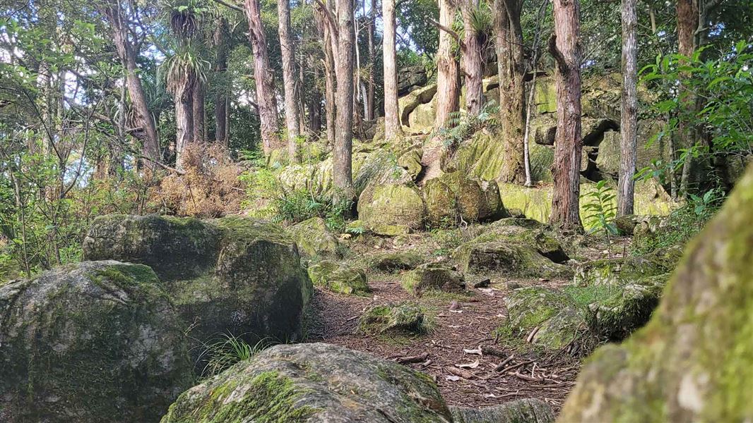 Waipū Caves Track, walk in Northland