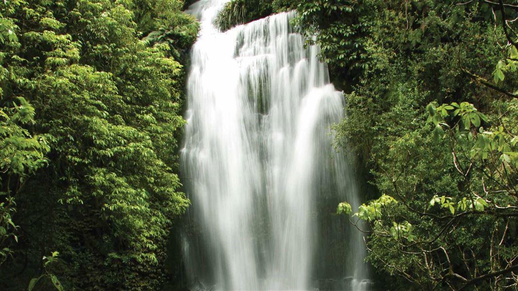 Waitanguru Falls Walk, walk in Waikato