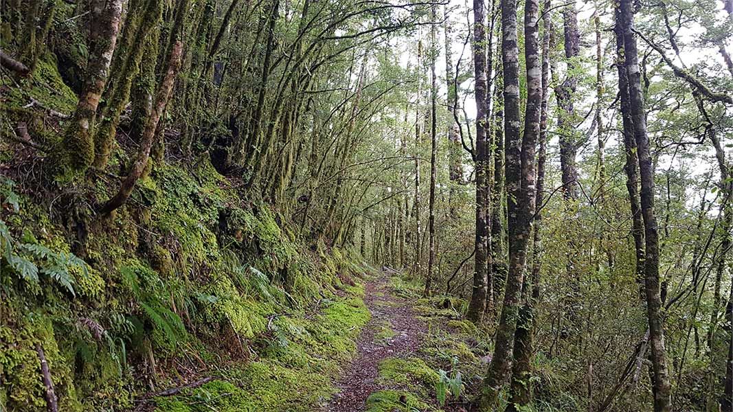 Waiuta to Big River Track