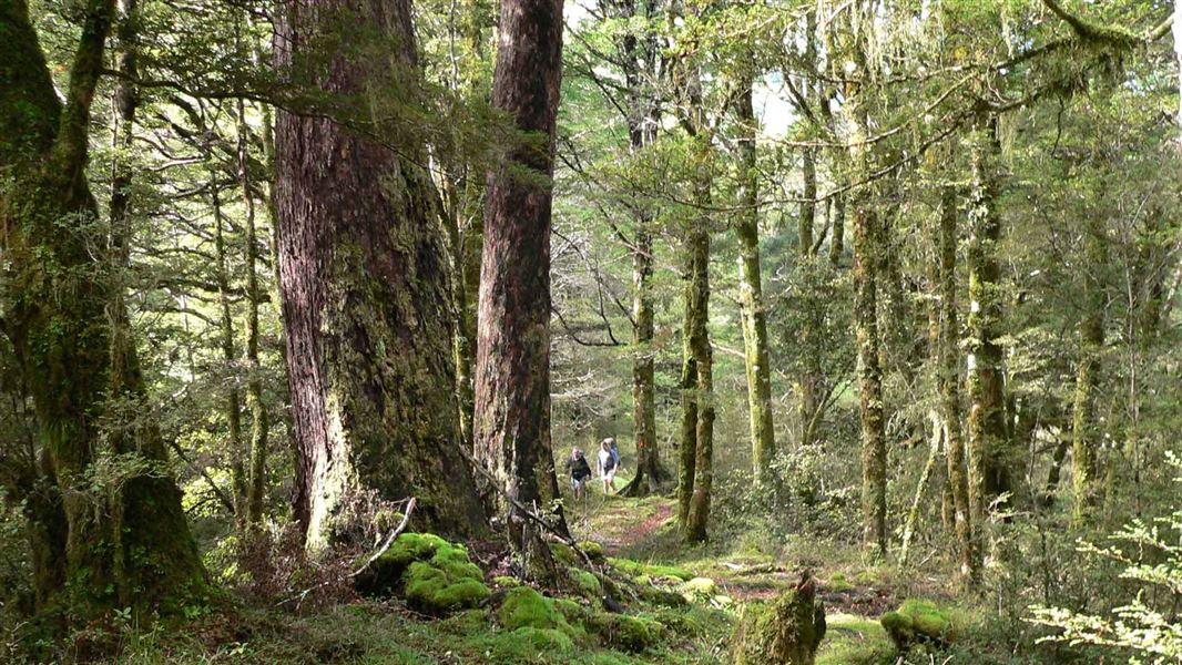 Wangapeka Track