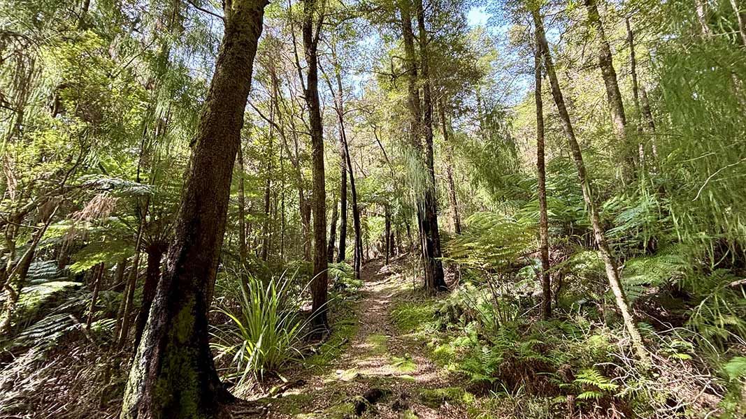 Washbourn Scenic Reserve Walk