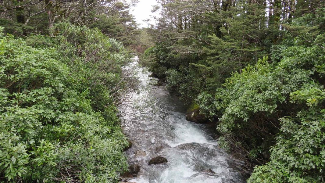 Whakapapanui Walk
