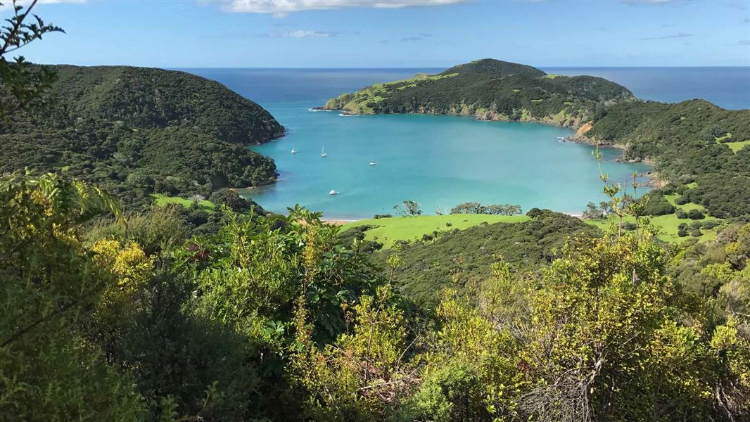 Whangamumu Track
