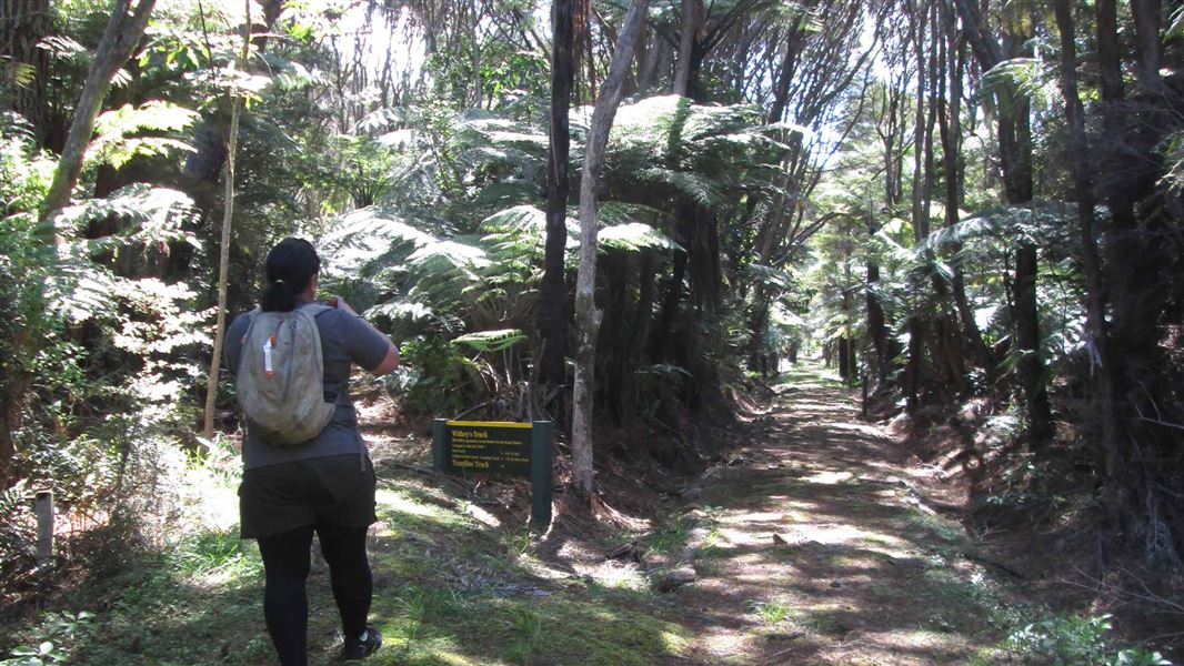 Whangaparapara: Tramline and Withey Tracks