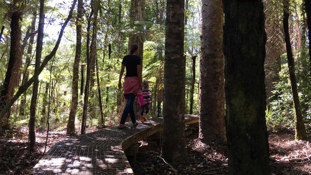 Whenuakite Kauri Loop Walk