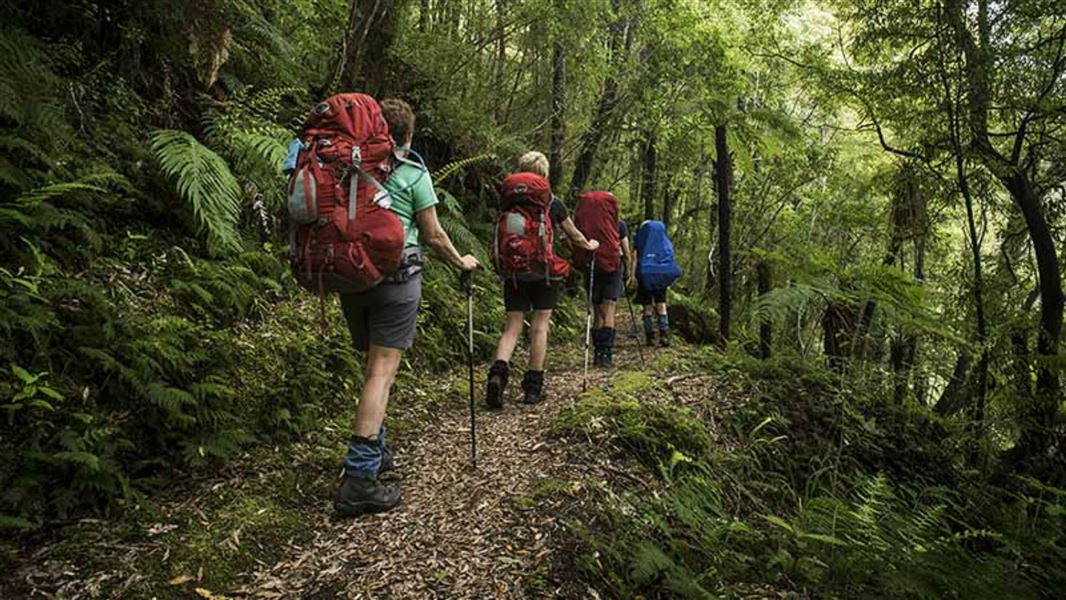 Whirinaki Track