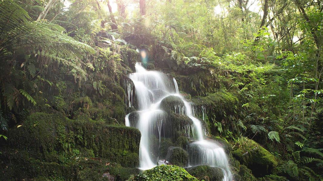 Whirinaki Waterfall Loop Track
