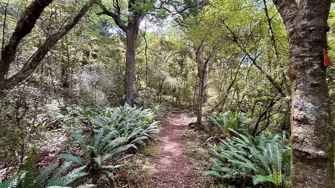 Whisky Creek Track, walk in Southland