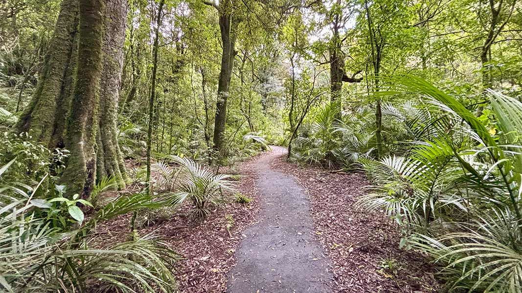 White Pine Bush Scenic Reserve walks