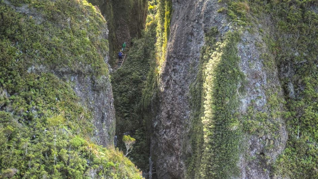 Windy Canyon and Palmer's Track to Mt Hobson (Hirakimata), walk in Auckland