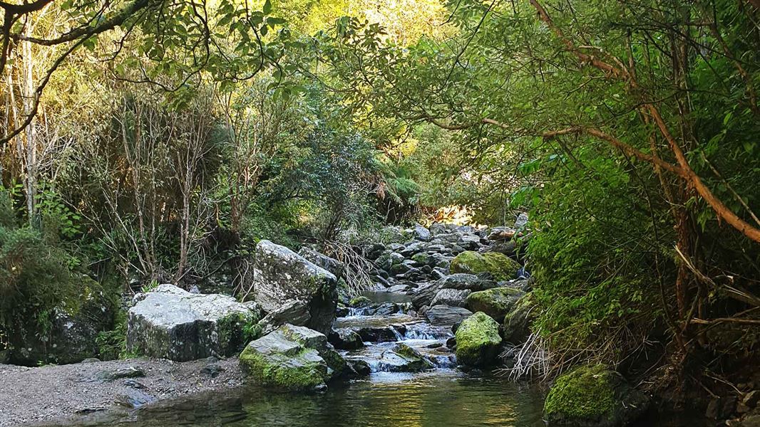 Woodside Glen Walk, walk in Otago